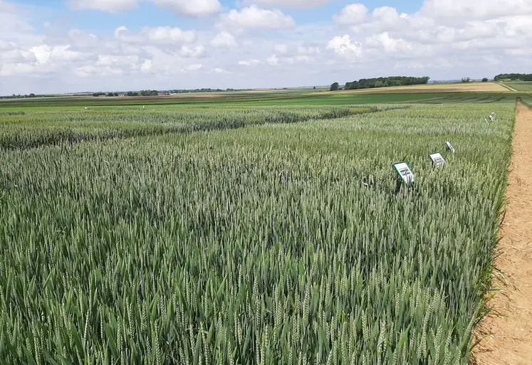 <em class="placeholder">Le catalogue français des variétés s'enrichit de 39 nouvelles variétés de blé tendre pour les prochains semis.</em>