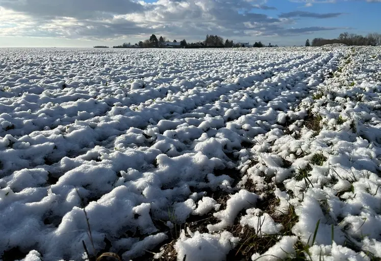 <em class="placeholder">Episode neigeux en janvier, parcelle de céréales recouverte de neige.
</em>