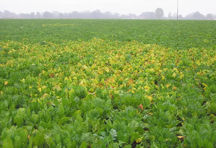 <em class="placeholder">Les pucerons vecteurs de jaunisse de la betterave peuvent être combattus avec l'acétamipride en Belgique.</em>