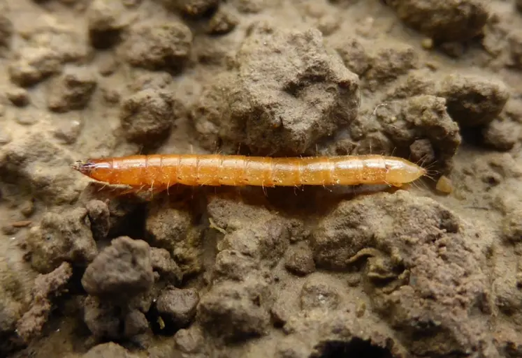 <em class="placeholder">La larve de taupin est filiforme, appelée communément «ver fil de fer».</em>