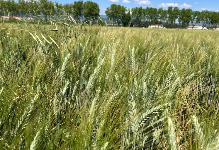 <em class="placeholder">Parcelle de blé dur dans le Sud-Est.</em>