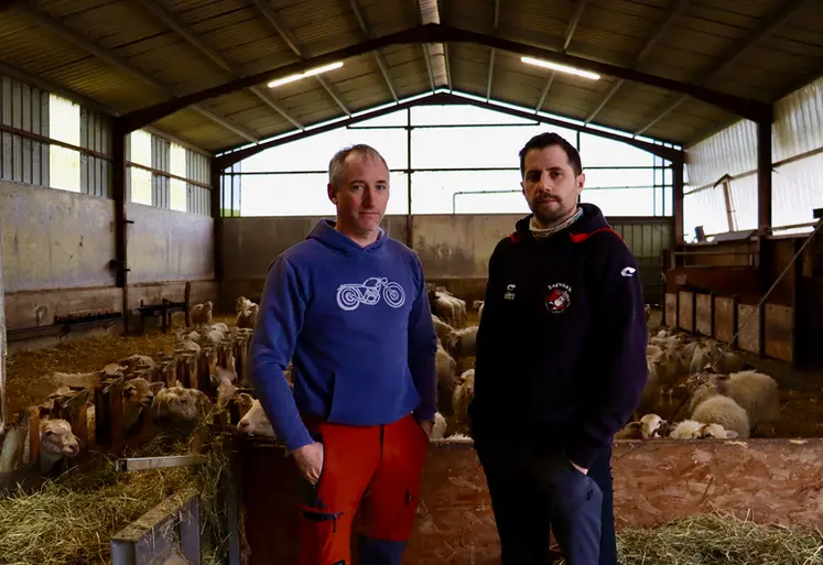<em class="placeholder">Hervé Damestoy à gauche et Denis Damestoy à droite éleveurs de brebis à Mendionde (64), dans leur bergerie</em>