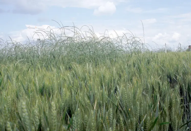 <em class="placeholder">Cultures / céréales / adventices / graminées / ray-grass</em>