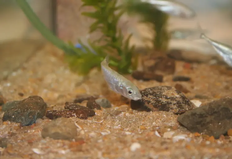 <em class="placeholder">I M G _ 9 1 2 9 / Poisson pour test éco-toxicologique des produits phytosanitaires, effet des pesticides sur les organismes vivants , homologation, analyse toxicité de dose ...</em>