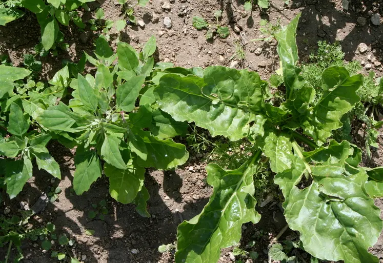 <em class="placeholder">I M G _ 0 1 0 9 / betteraves sucrières et adventices, mauvaises herbes en culture de betterave , chénopode, salissement</em>