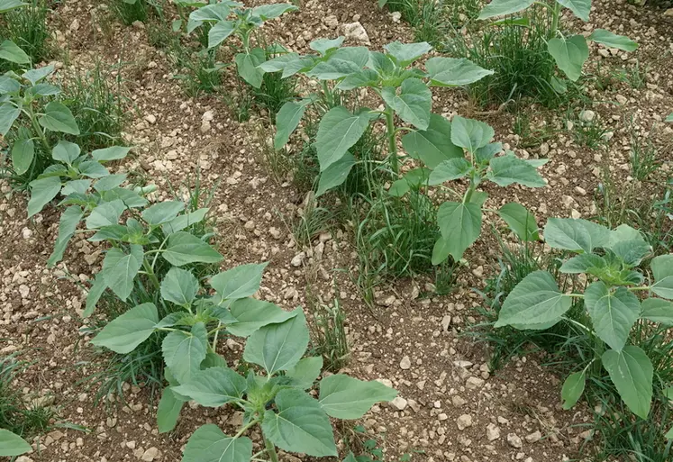 <em class="placeholder">tournesol en feuilles au stade début initiation florale avec binage sur l'inter-rang en Charente-Maritime. Infestation de graminées adventices, ray-grass, sur le rang. sol ...</em>