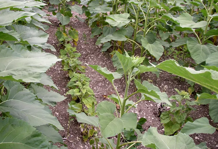 <em class="placeholder">Symptômes de mildiou sur tournesol :  nanisme.</em>