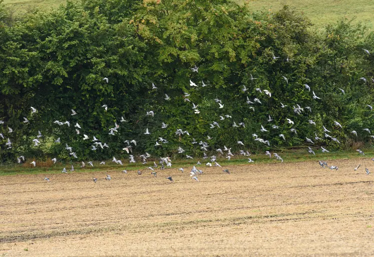 <em class="placeholder">septembre 2021, plaine de Versailles. Pigeons dans une parcelle en zone périurbaine</em>
