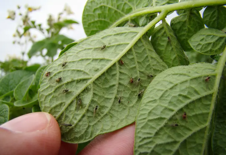 <em class="placeholder">Le puceron « Myzus persicae » est le plus préjudiciable aux pommes de terre, avec la transmission de virus et la ponction de sève.</em>