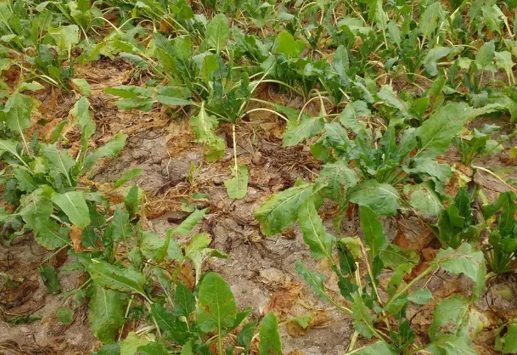 <em class="placeholder">Au niveau du feuillage, les attaques de rhizoctone brun se traduisent par des symptômes en foyers d'infestations, avec flétrissement et nécroses des feuilles.</em>