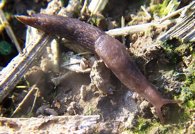 <em class="placeholder">Ravageurs des cultures . Limace .</em>