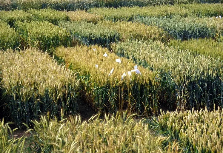<em class="placeholder">Cultures / céréales / blé tendre d'hiver / essais variétés / C.C. Benoist</em>