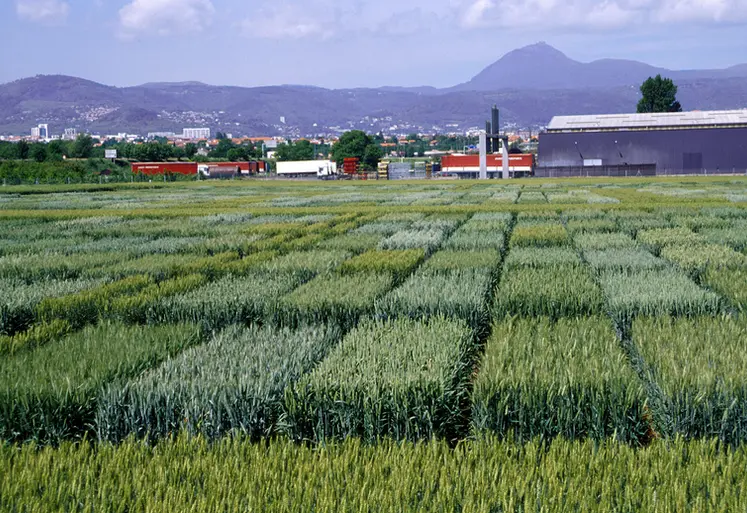 <em class="placeholder">Cultures / céréales / variétés de semences / essais variétaux de blé</em>