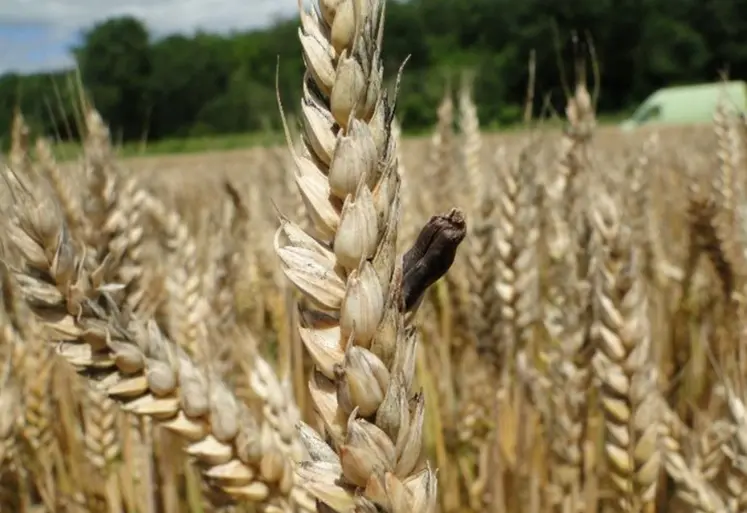 <em class="placeholder">Epi de blé avec sclérote d'ergot.</em>