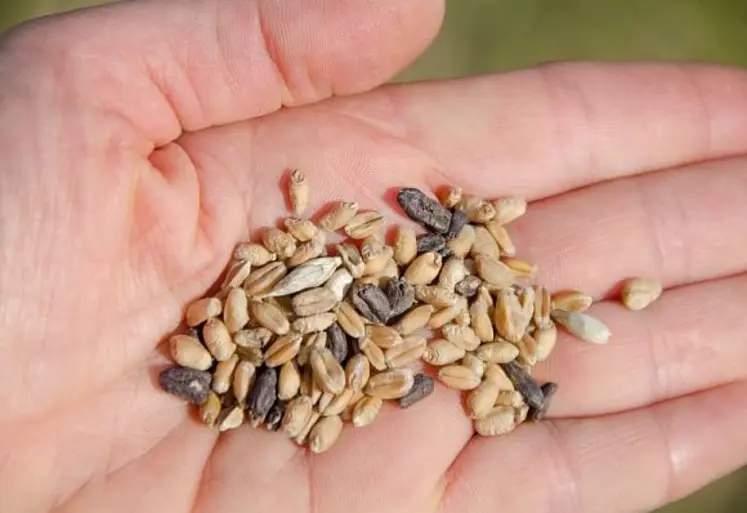 <em class="placeholder">Sclérotes d'ergot au milieu de grains de blé.</em>