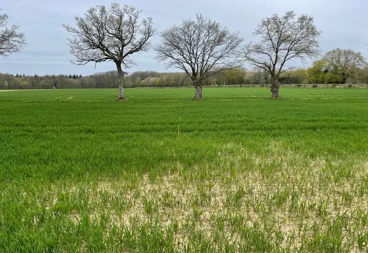 <em class="placeholder">Le manque de phosphore se traduit par des plantes chétives, un tallage réduit chez le blé.</em>