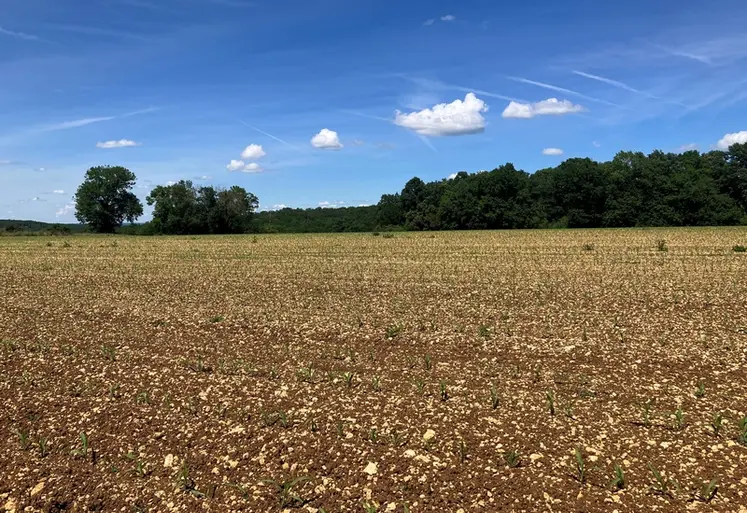 <em class="placeholder">Parcelle semée en maïs en Charente.</em>