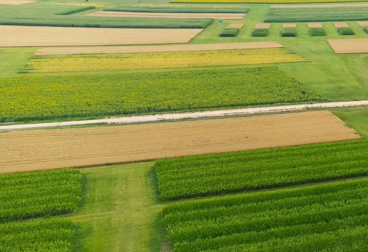 <em class="placeholder">site de recherche variétale du semencier Limagrain</em>