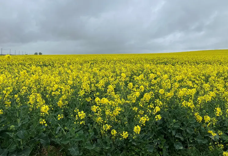 Parcelle de colza en fleur.