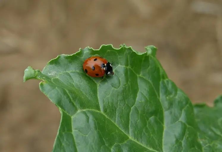 <em class="placeholder">coccinelle, insecte auxiliaire sur betterave consommant des pucerons dont ceux vecteur du virus de la jaunisse</em>