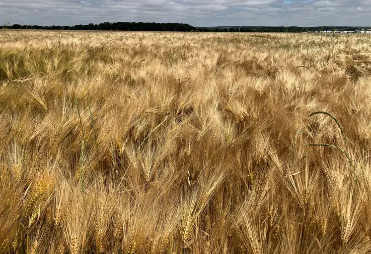 Parcelle d'orge d'hiver à maturité.