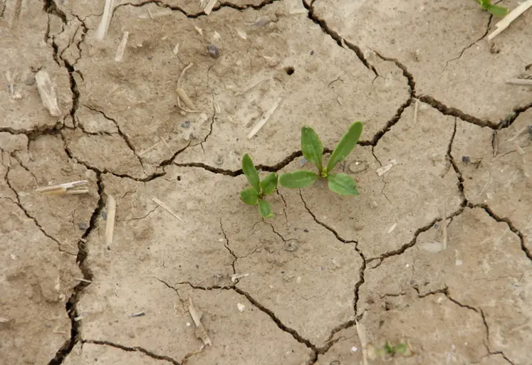 <em class="placeholder">Levée des betteraves sucrières. Dans les sols limoneux les conditions climatiques qui suivent le semis sont capitales. Sous l'effet des pluies battantes, il peut se former ...</em>