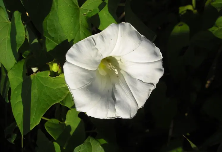 <em class="placeholder">Fleur de liseron. Mauvaise herbe nuisible aux cultures. Adventice dans plantes cultivées.</em>