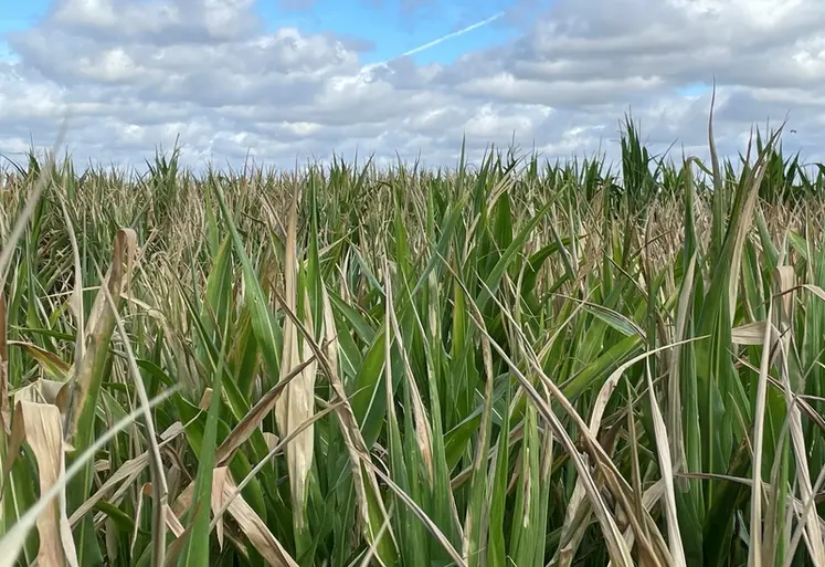 <em class="placeholder">Des maïs présentent une proportion de feuillage brûlé telle que la production de grains est très compromise. Des parcelles sont ensilées.</em>