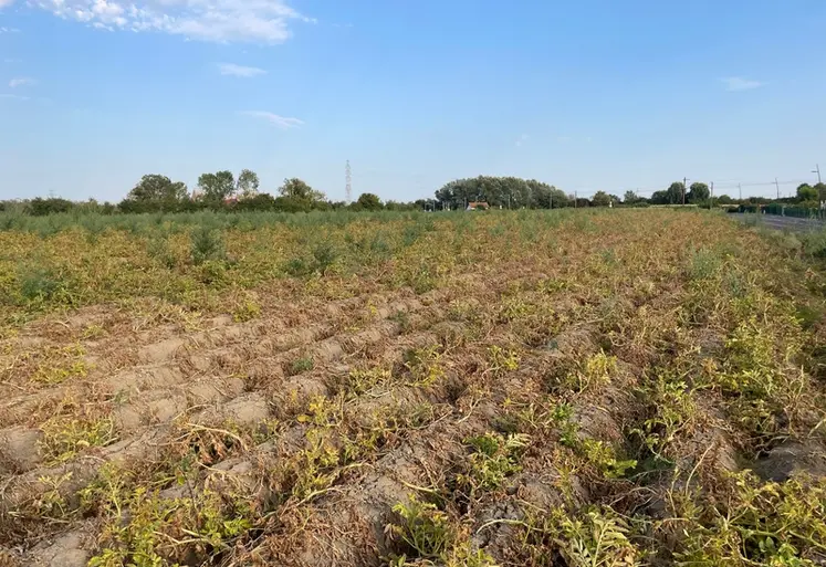 <em class="placeholder">champ de pommes de terre touché par la sécheresse à Lompret dans le Nord en août 2026</em>