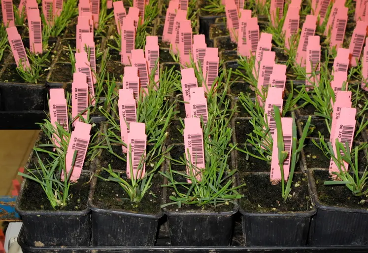 <em class="placeholder">I M G _ 1 0 9 8 / Florimond Desprez - Capelle-en-Pévèle (Nord) - Laboratoire de biotechnologie végétale et de sélection de variétés de céréales à paille.Semences - ...</em>