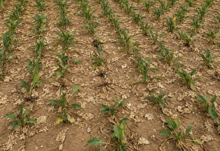 <em class="placeholder">Parcelle de betterave touchée par la sécheresse à Bazoches lès Bray en Seine-et-Marne le 4 août 2026</em>