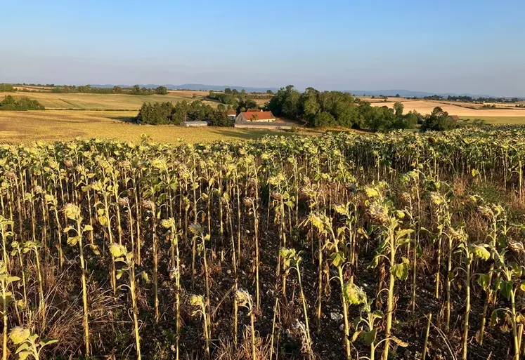 <em class="placeholder">Parcelle de tournesol dans l'Allier frappée par la sécheresse et la chaleur en juillet 2026, année marquée par des canicules à répétition précoces.</em>