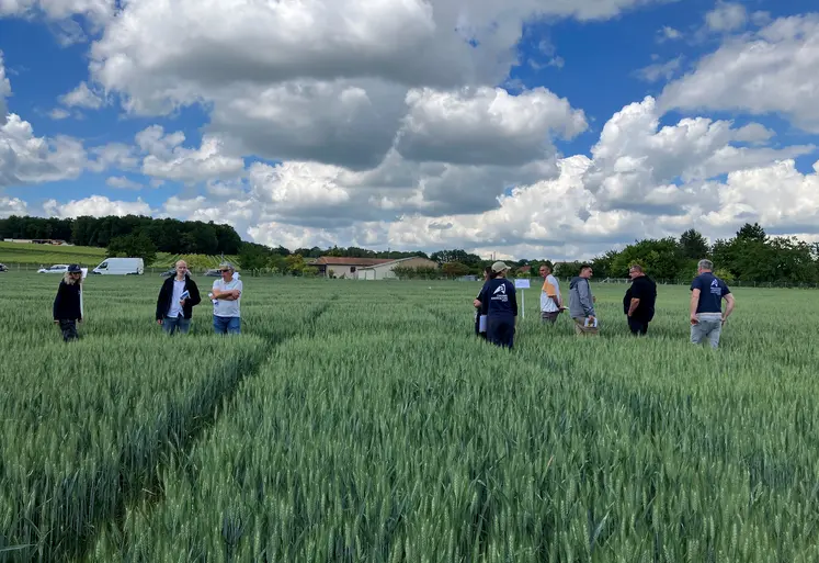 Essais blé tendre en Charente.