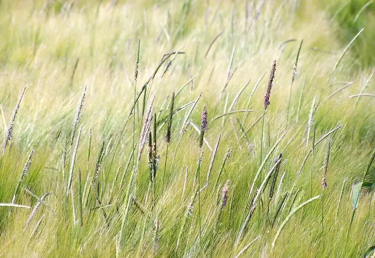 <em class="placeholder">Mauvaises herbes des cultures. GraminÃ©es adventices. Vulpin des champs (Alopecurus myosuroides) dans une parcelle d'orge d'hiver .</em>