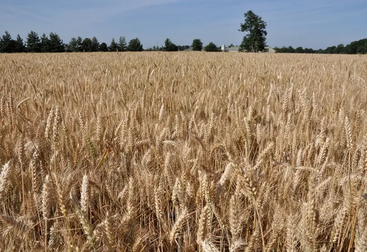 <em class="placeholder">DSC_0001 / Culture des céréales . Mélange de plusieurs variétés de blé (Caphorn, Soissons, Altria, Isengrain) chez Robert Priou, agriculteur à Ercé en Lamée (35) - ...</em>