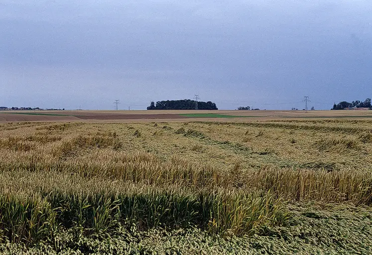 <em class="placeholder">Cultures / céréales / culture accidentée / dégâts tempête / blé versé</em>