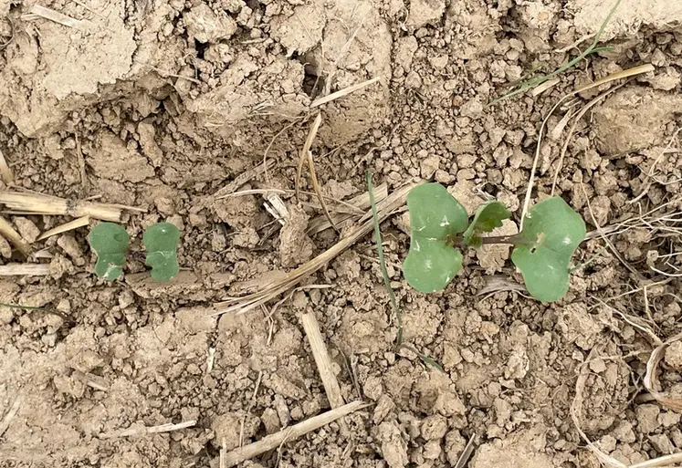 <em class="placeholder">L'insecticide Minecto Gold est utilisable dès le stade "1 feuille" du colza cet automne, pour lutter contre les adultes d'altises.</em>