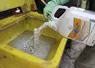 Incorporation de l'herbicide Atlantis dans le bac de remplissage du pulvérisateur avant traitement  herbicide sur céréales. Utilisation de pesticides. Port de gants. ...