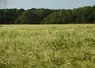 champ de blé en agriculture biologique en Bresse, 2023