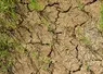mai 2022. Culture d'orge de printemps pénalisée par un temps sec dans le sud Seine-et-Marne