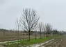 alignement d'arbres en agroforesterie dans une parcelle de grandes cultures