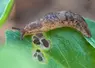 Semis de printemps : que faire face au risque élevé d’attaques de limaces ?
