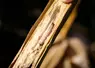 I M G _ 1 1 7 2 / larve de pyrale dans tige de maïs, insecte foreur, ravageur, chenille
