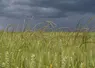 Parcelle de blé tendre envahie de ray-grass dans le Loiret.