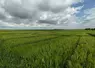 Parcelles d'essais sur variétés de blé sur menés par Terres inovia