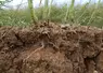 Les crucifères (moutardes, radis…) ont un système racinaire pivotant intéressant d’un point de vue structuration du sol mais elles sont sensibles aux sols compactés ...