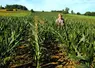 Agriculteur multiplicateur dans une parcelle de maïs semence. 