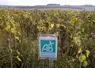 Parcelle de tournesol bio en Touraine.