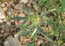 <em class="placeholder">plant d&#039;euphorbe de David</em>