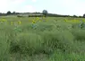 <em class="placeholder">Parcelle de tournesol infestée d&#039;ambroisie dans l&#039;Allier.</em>
